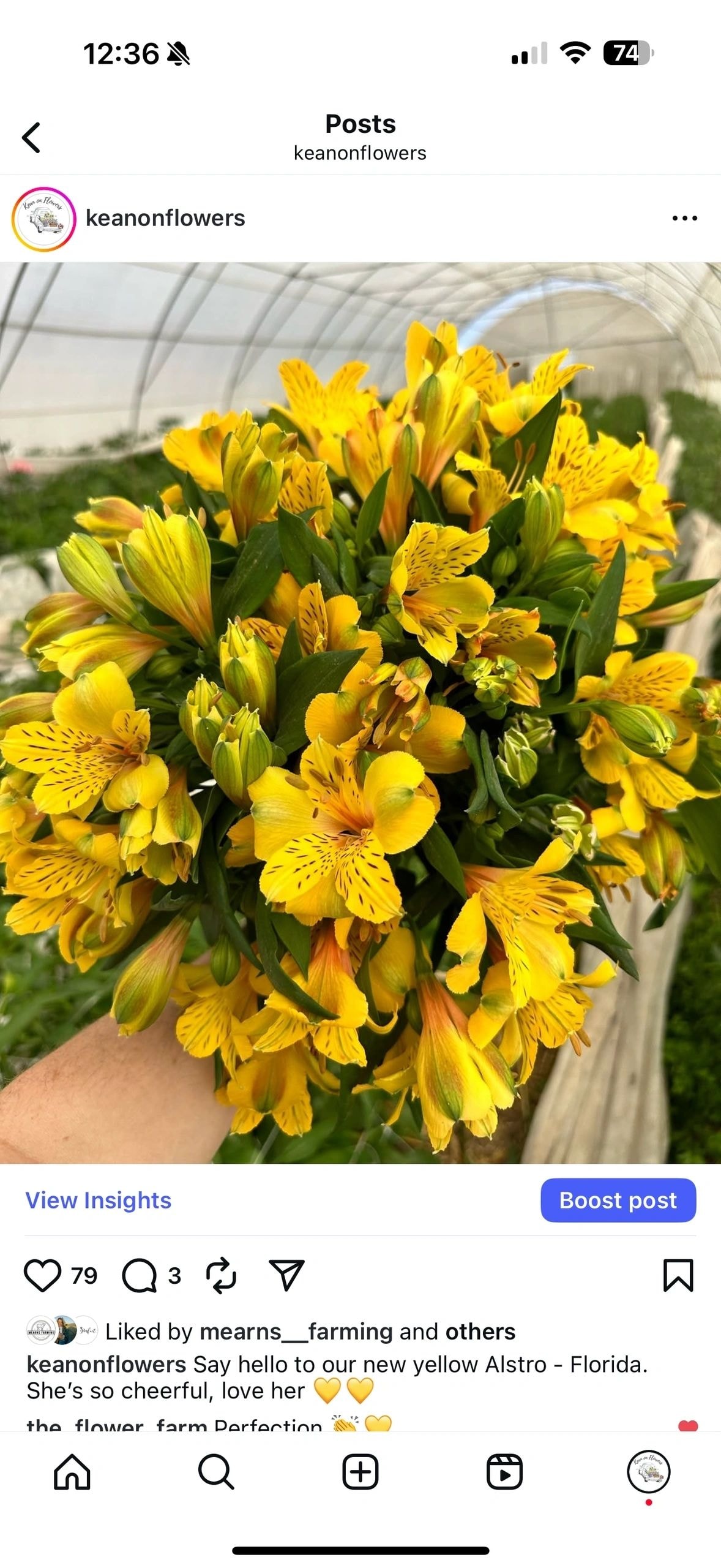 Homemade flower food ingredients