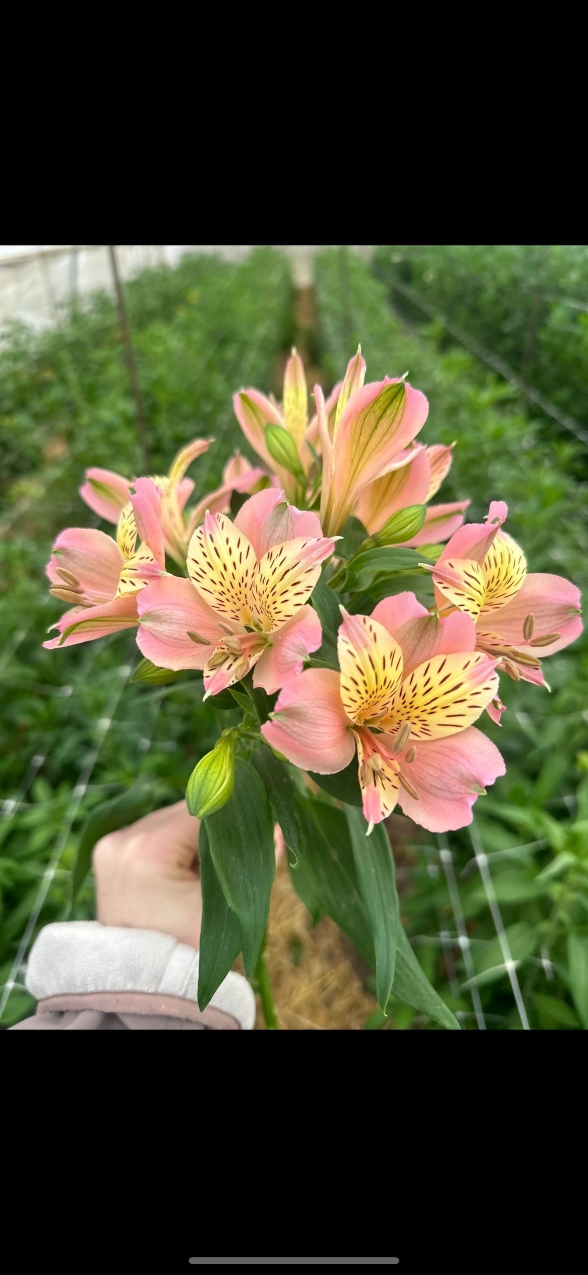 Cut flowers in a vase