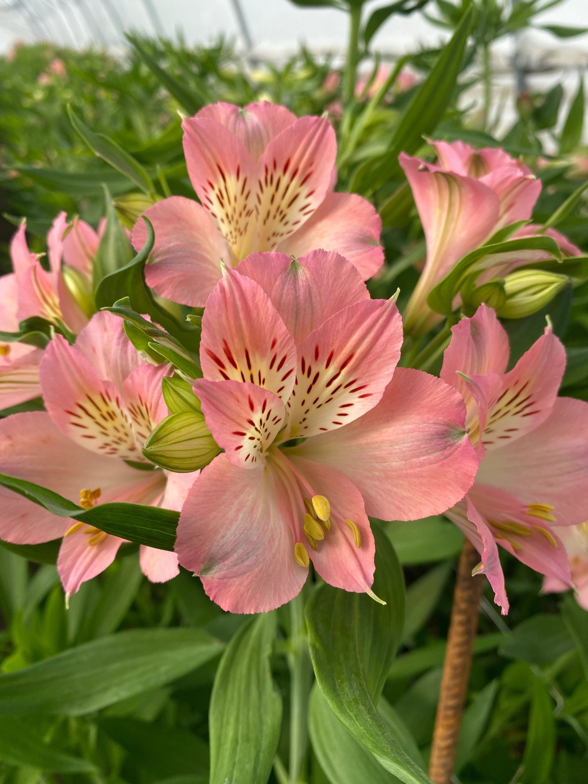 The Kean on Flowers team