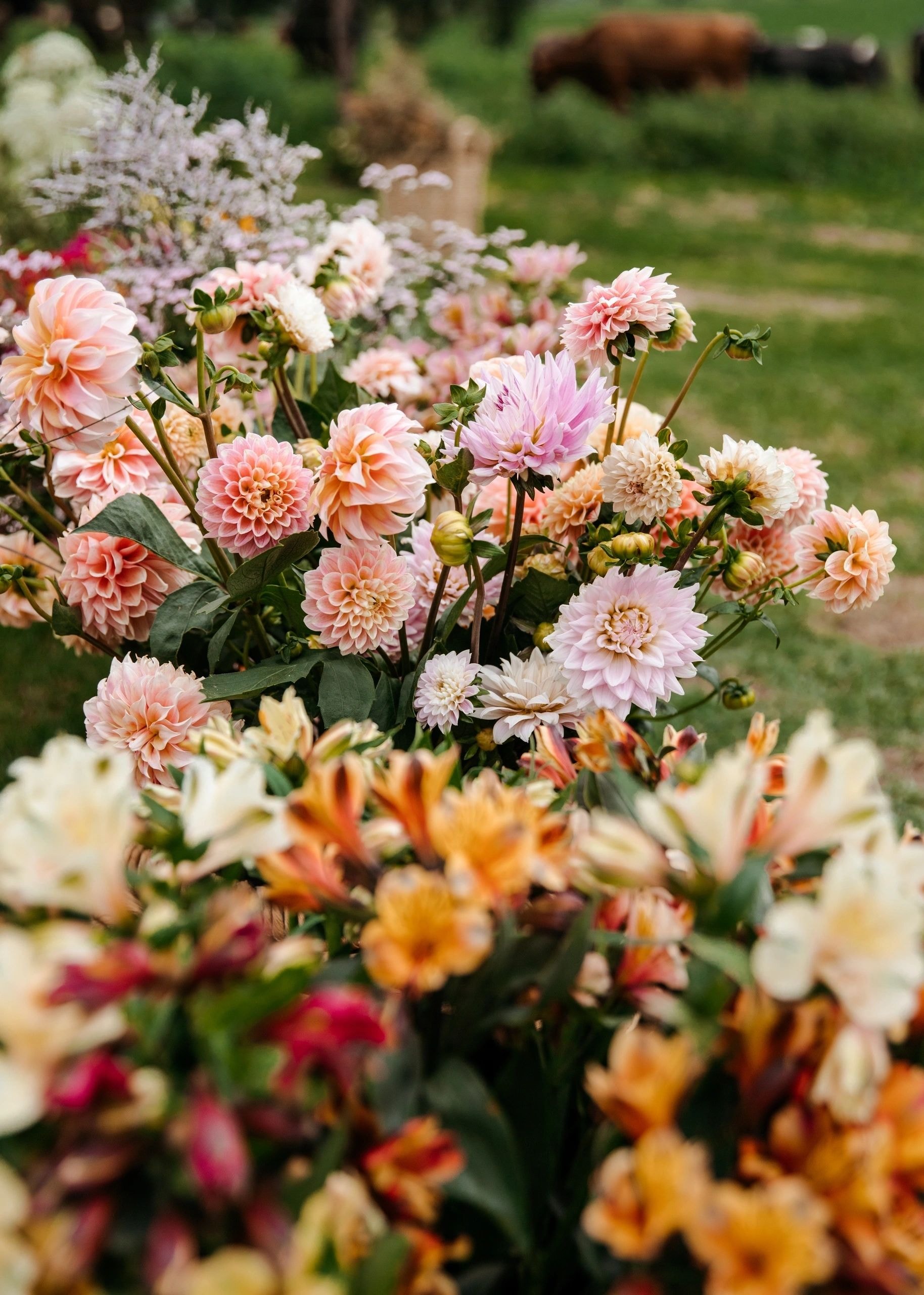 Alstroemeria flowers grown at Kean on Flowers