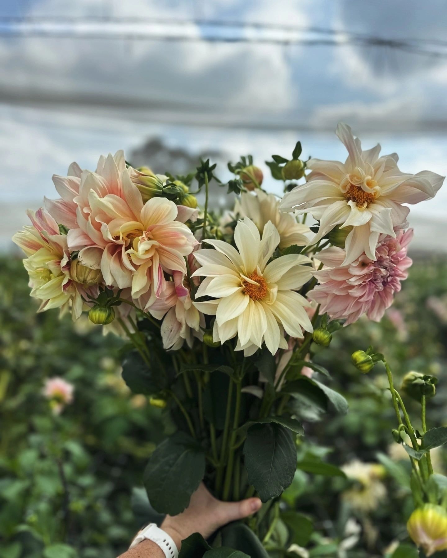 Dahlia varieties grown at Kean on Flowers