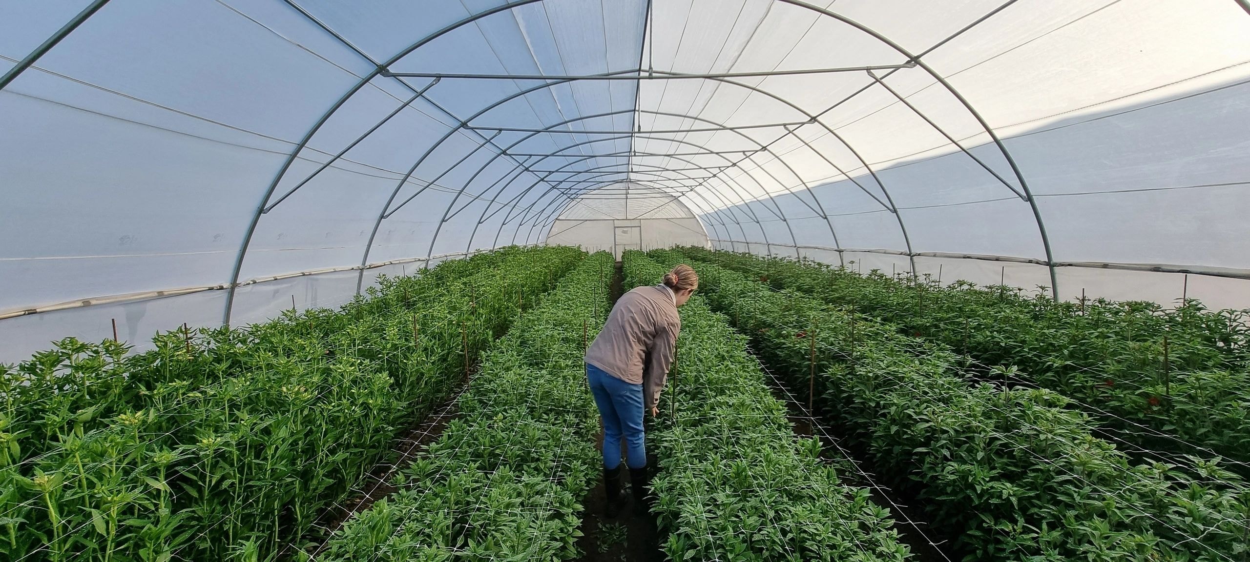 Person holding a bouquet in a flower greenhouse