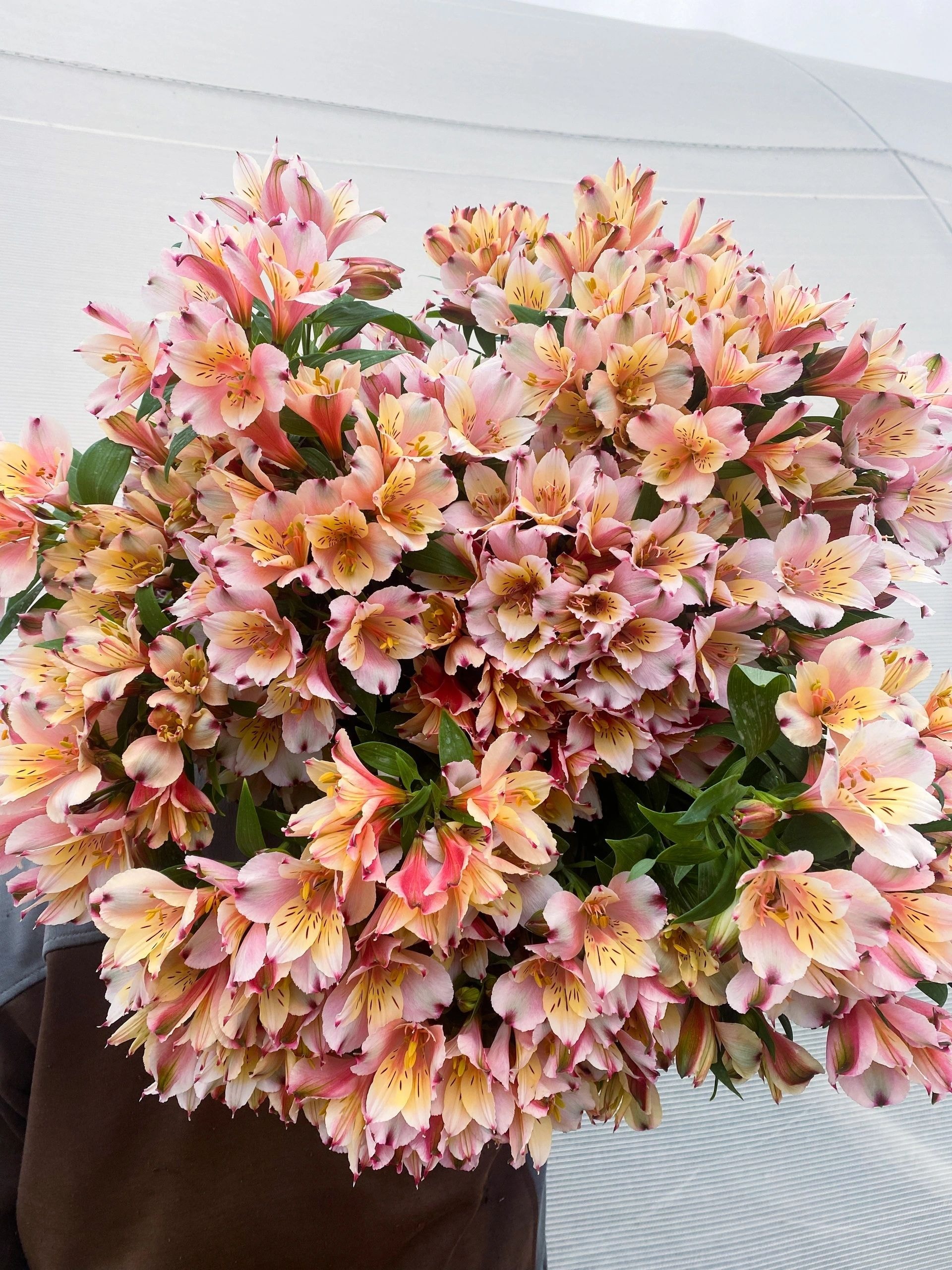 Exciting Arrival: Our New Alstroemeria Plants from Holland!