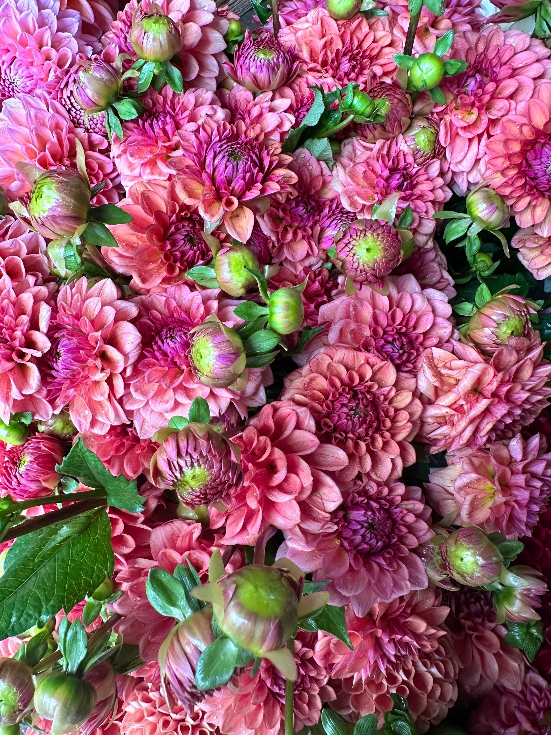 Alstroemeria plants arriving at the farm