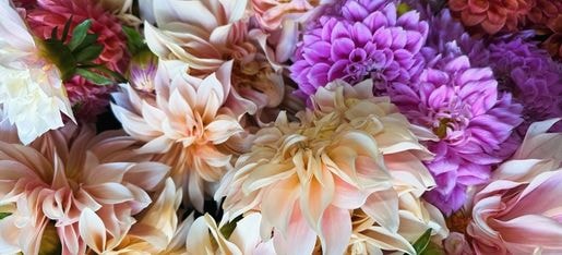 Dahlia planting in spring